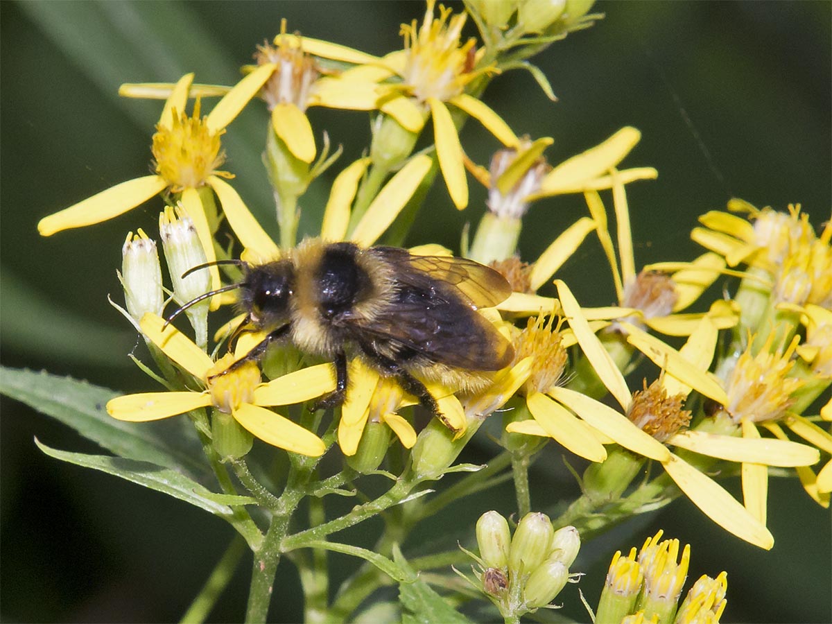 Bombus campestris